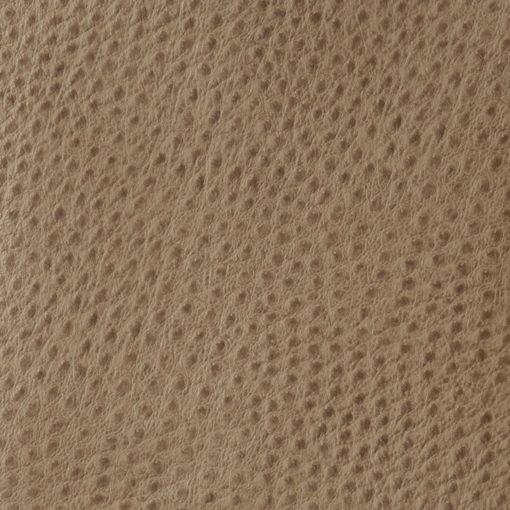 ostrich